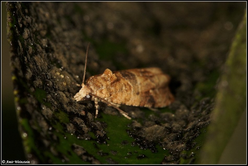 Lepidoptera d''Israele - Part 1    ID Help Request